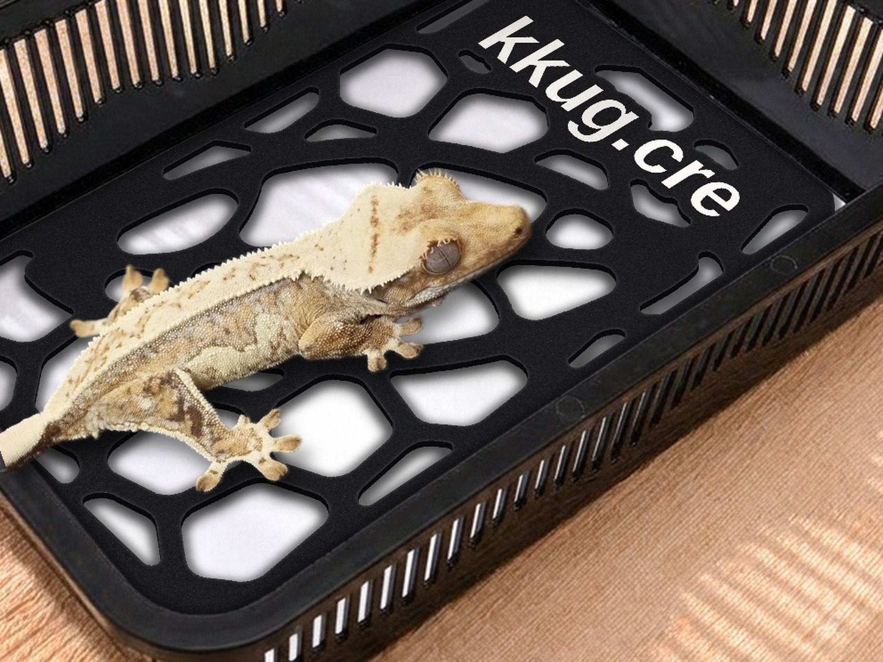 Eine Faunabox mit Pad und Pebble Plate, darauf sitzt ein Kronengecko